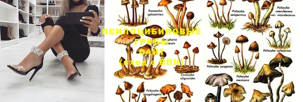 PSILOCYBIN Балахна